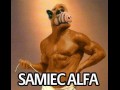 Samiec alfa