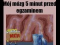 Mój mózg