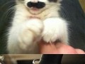 Like a sir