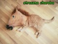 Straszna choroba