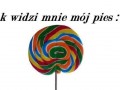 Mój pies