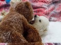 Awwww