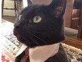 Like a sir
