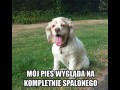 Mój pies