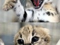 Rawr