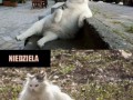 Niedziela