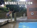 Selekcja naturalna