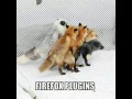 Firefox