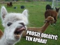 Lama