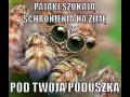 Pająki