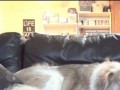 Awwwww