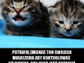 Koty