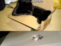 Meow