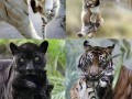 Awww
