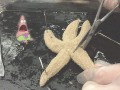 Patrick