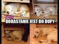 Dorastanie