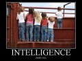Inteligencja