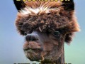 Lama