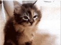 Cute