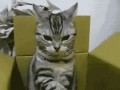 Kot