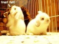 Cute 1