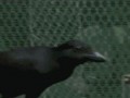 Cwaniak