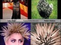 Gaga