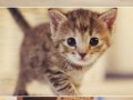 Awwwww