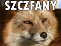 Liseł