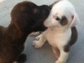 Nom