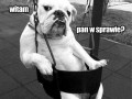 Witam