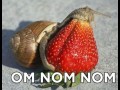 Om nom nom