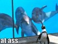 Dat ass 1