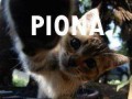 Piona
