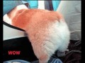Wow 1