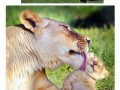 Lion king