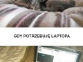 Koteły