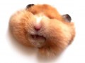 Nom