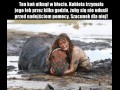 Brawo