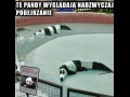 Pandy
