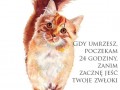 Koty 1