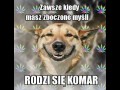 Komar