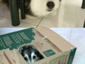 Miau