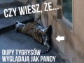 Czy wiesz że