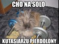 Cho na solo