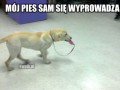 Mój pies