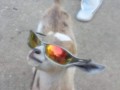 Swag 1