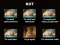 Kot