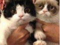 Grumpy cat