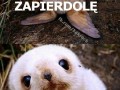 Znajdę cię